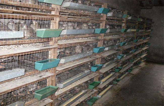 斑鸠养殖技术