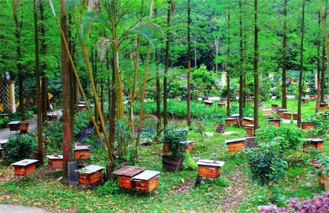 养10箱蜜蜂一年能赚多少钱