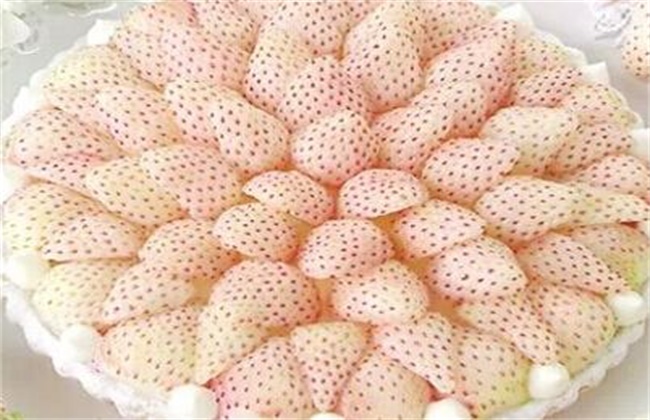 白草莓价格多少钱一斤