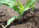 玉米肥害症状及挽救方法