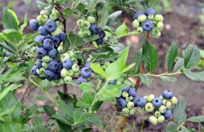 蓝莓高产栽培技术