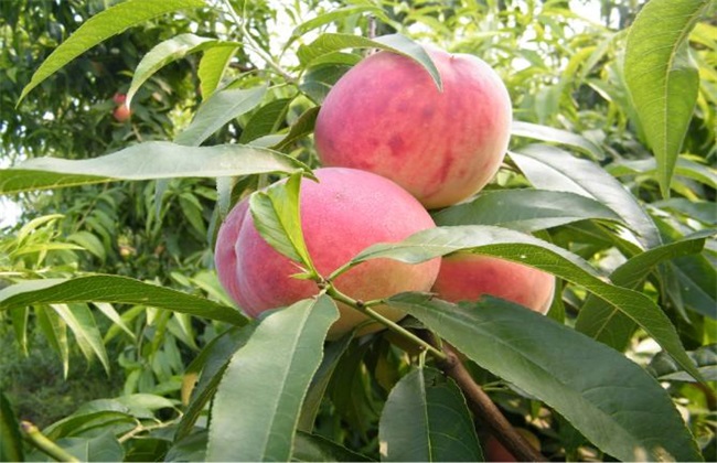 10亩桃树一年利润多少