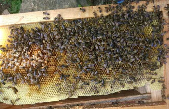 新手养蜂该怎么做