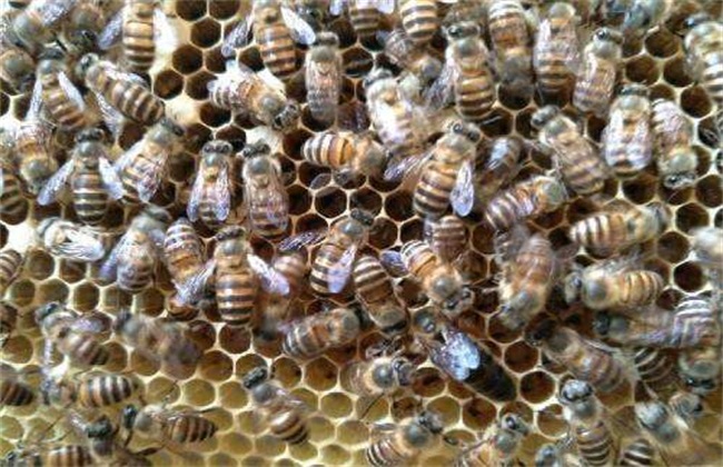 新手养蜂 怎么做 养殖技术