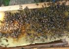 新手养蜂该怎么做