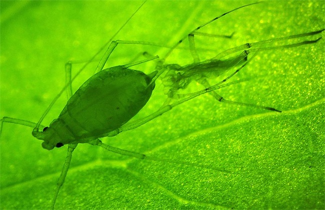 菠菜蚜虫怎么防治