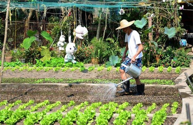 夏季蔬菜浇水注意事项
