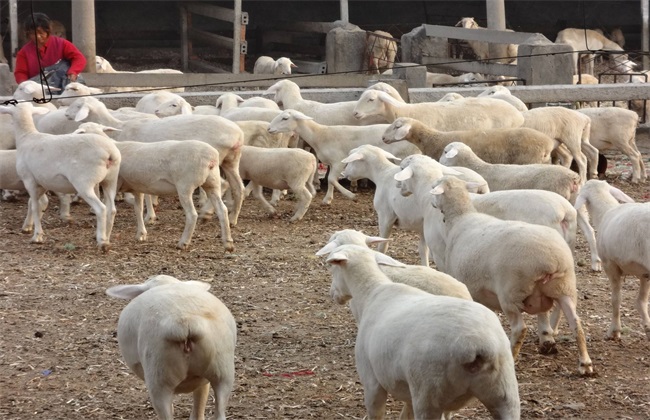 养羊 如何防止 近亲繁殖 危害