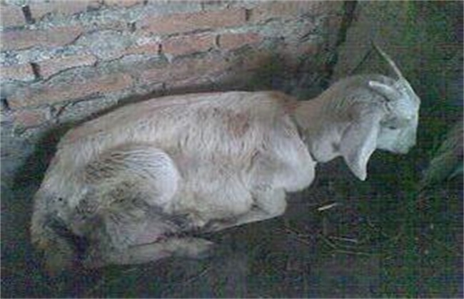 羊常见寄生虫病防治方法