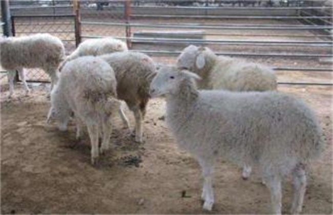 羊常见寄生虫病防治方法