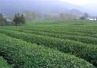 澳门威尼斯人登入平台_毛尖茶的种植管理要点