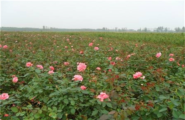 玫瑰花 扦插方法 繁殖技术