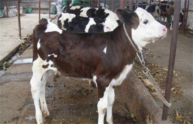 如何提高 奶牛 繁殖能力