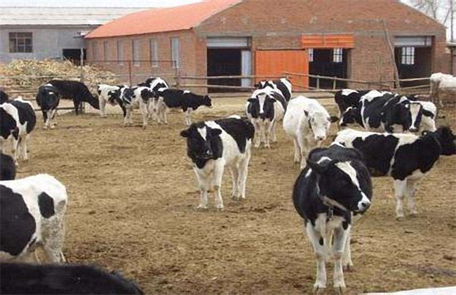 如何提高 奶牛 繁殖能力