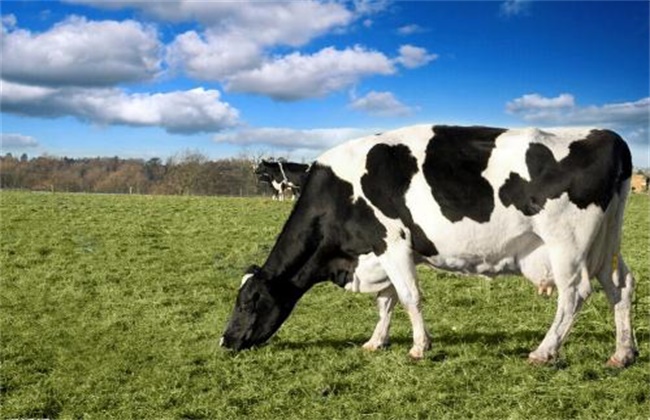 奶牛跛足原因及预防方法