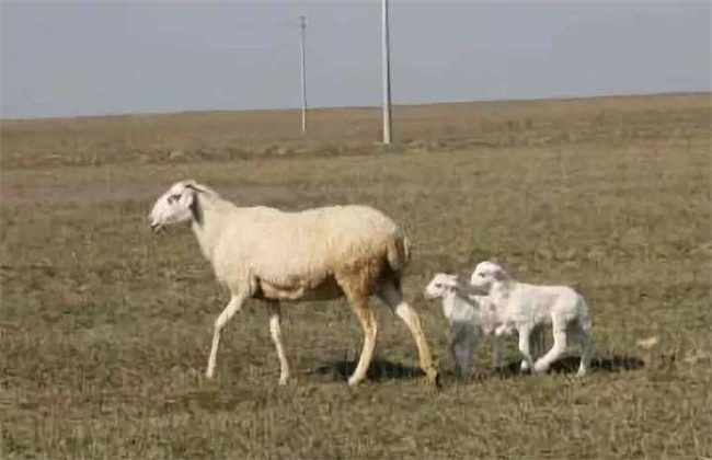 母羊不让小羊吃奶原因及解决方法