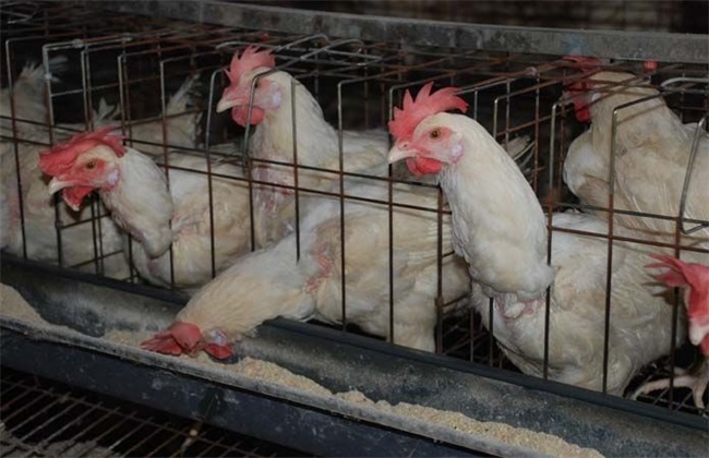 养鸡 养殖环境 鸡舍要求