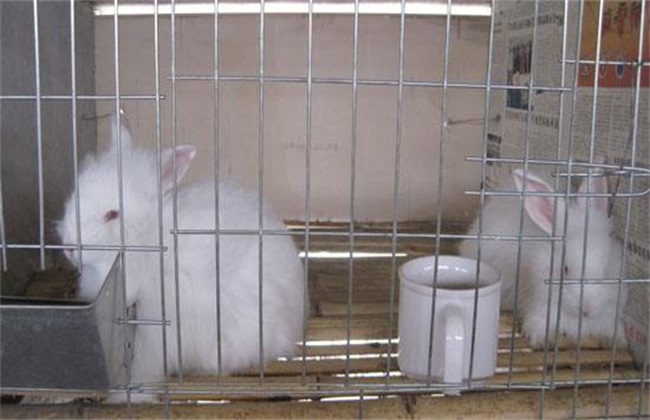 如何提高 长毛兔 兔毛质量