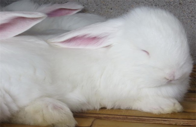 如何提高 长毛兔 兔毛质量