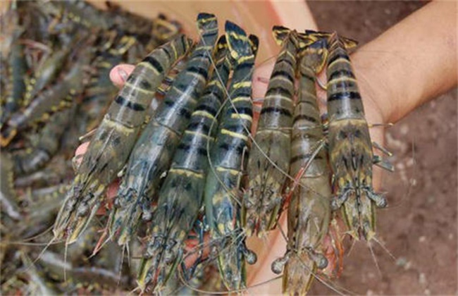 斑节对虾养殖技术