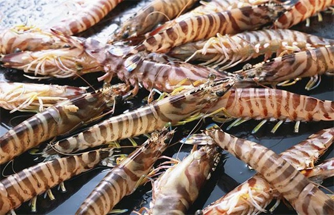 斑节对虾养殖技术