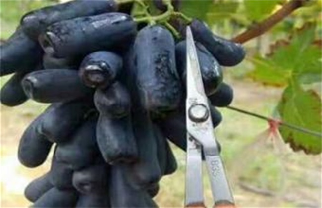 蓝宝石葡萄 扦插技术 繁殖