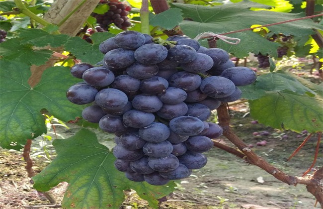 夏黑葡萄 种植 田间管理技术