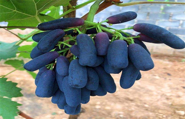 蓝宝石葡萄 优点 缺点