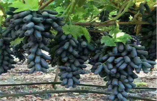 蓝宝石葡萄 生长环境 要求
