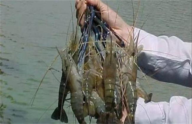 罗氏沼虾多少钱一斤