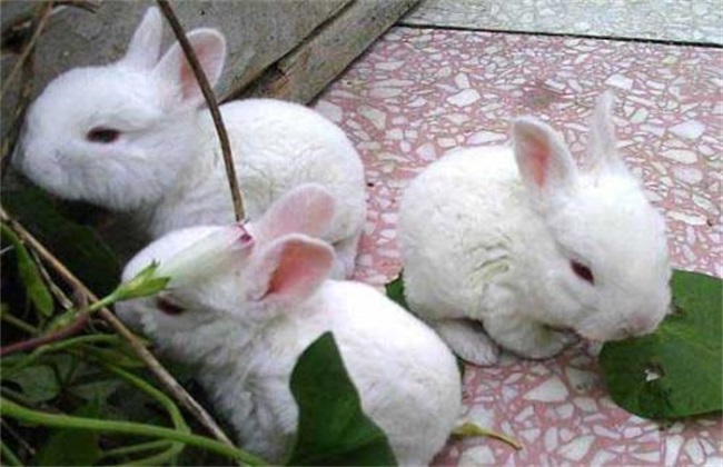 母兔养殖 不孕 受孕率低 原因