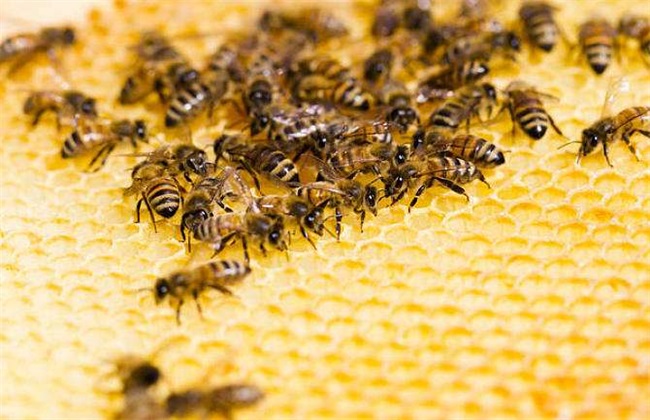 养殖蜜蜂为什么难赚到钱