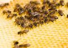 养殖蜜蜂为什么难赚到钱