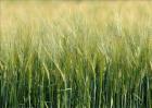 大麦种植注意事项