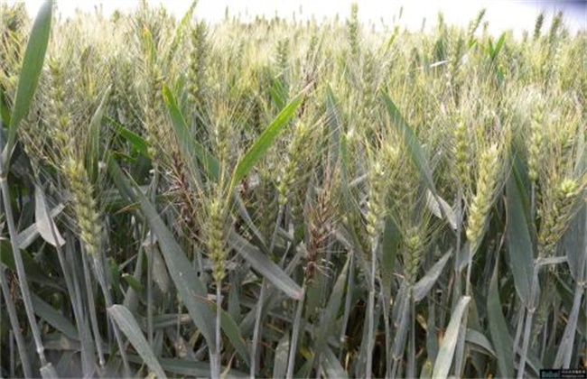 小麦死穗原因及防治措施