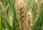 小麦死穗原因及防治措施