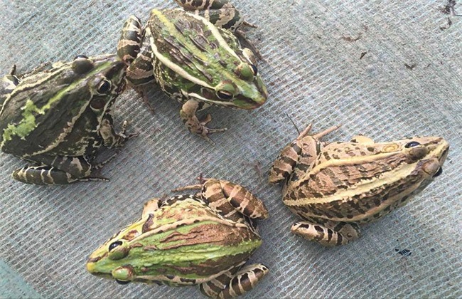 黑斑蛙 养殖条件 环境要求