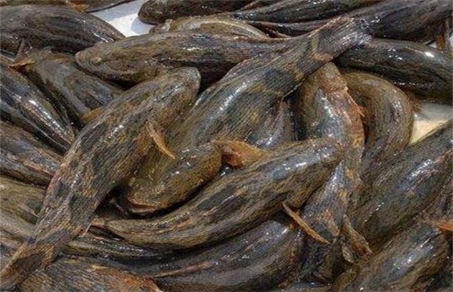 笋壳鱼 养殖技术 养殖方法