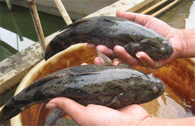笋壳鱼 养殖技术 养殖方法