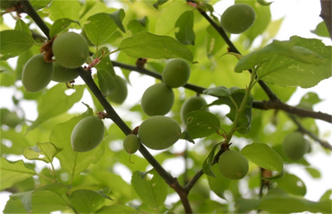 果梅种植方法