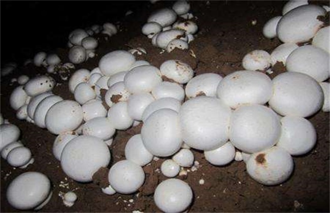 双孢菇栽培技术