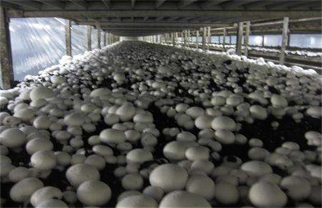 双孢菇栽培技术