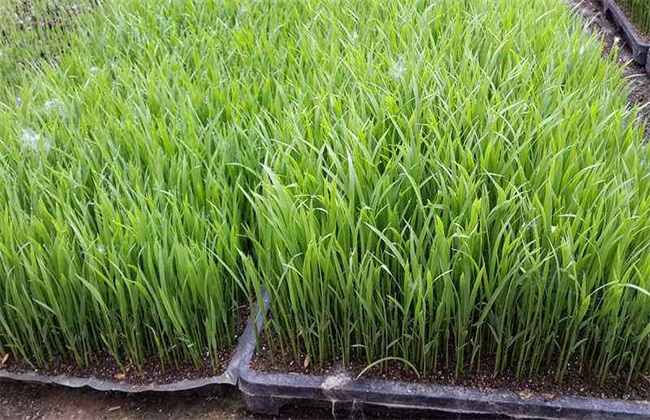水稻的育苗移栽技术