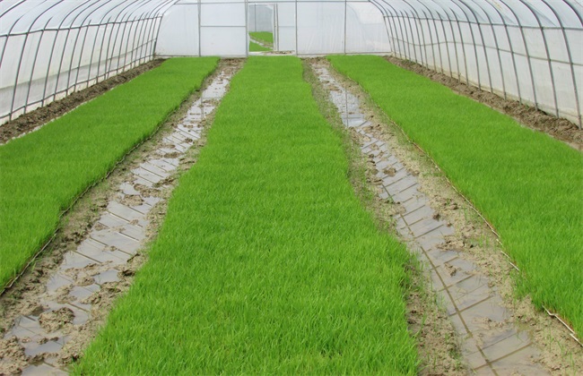 水稻 育苗技术 移栽管理