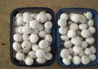 双孢菇多少钱一斤
