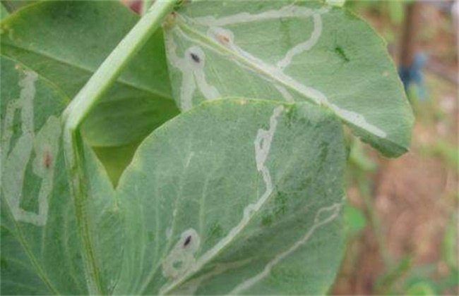 豌豆常见病虫害防治方法