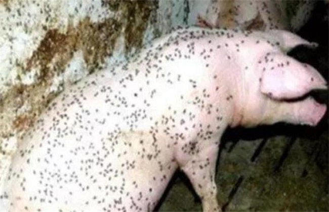 夏季 猪场 如何防治蚊蝇