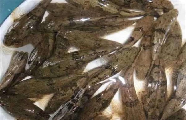 笋壳鱼 繁殖技术 苗种培育