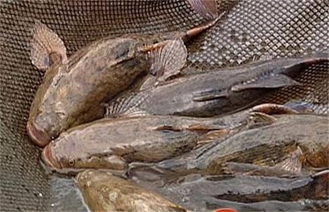 笋壳鱼 繁殖技术 苗种培育