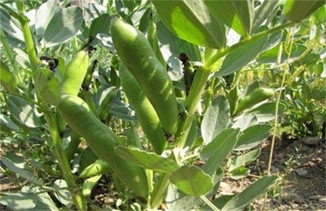 蚕豆的高产栽培技术